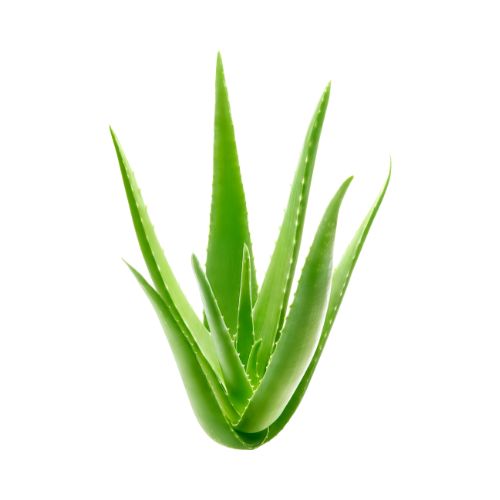 Aloe_Orgánico_Ingrediente_Natural_Mipelazo